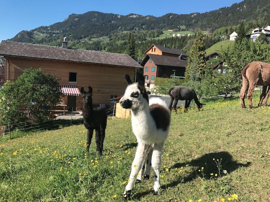 Jurte Beim Lama- & Alpakahof Triesenberg Hotel Exterior foto