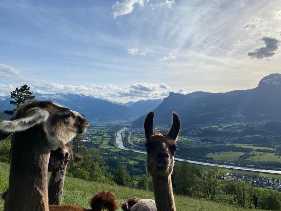 Jurte Beim Lama- & Alpakahof Triesenberg Hotel Exterior foto